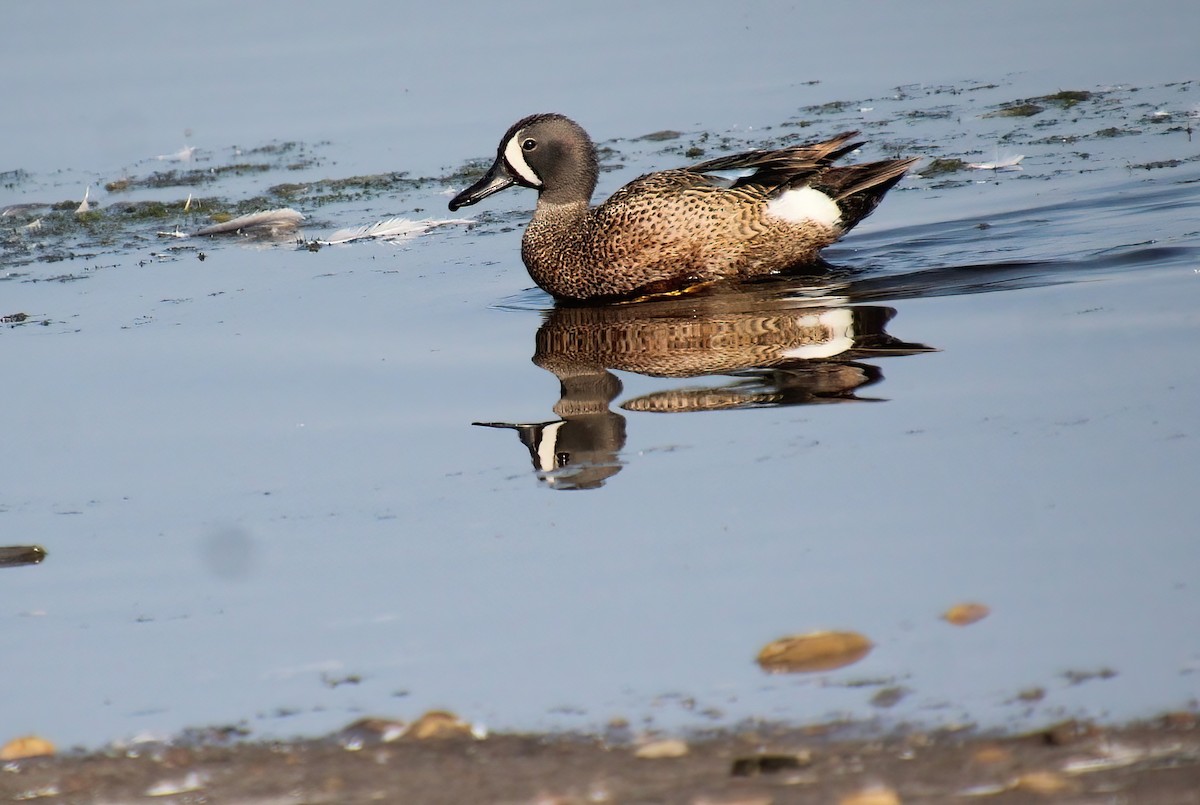 Blue-winged Teal - ML464071231