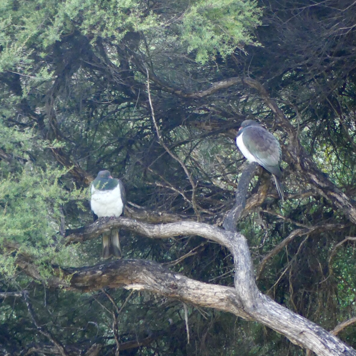 New Zealand Pigeon - ML464071611