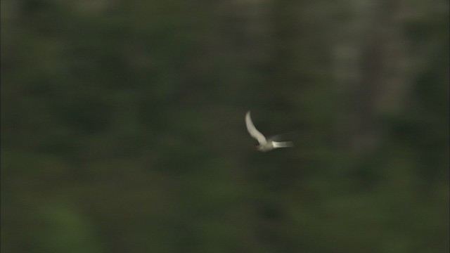 Arctic Tern - ML464072