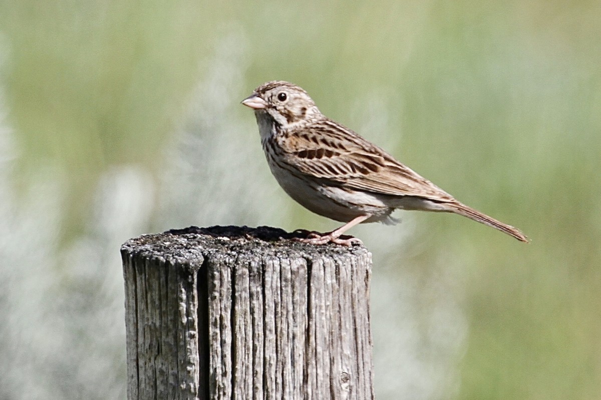 Vesper Sparrow - ML464072171