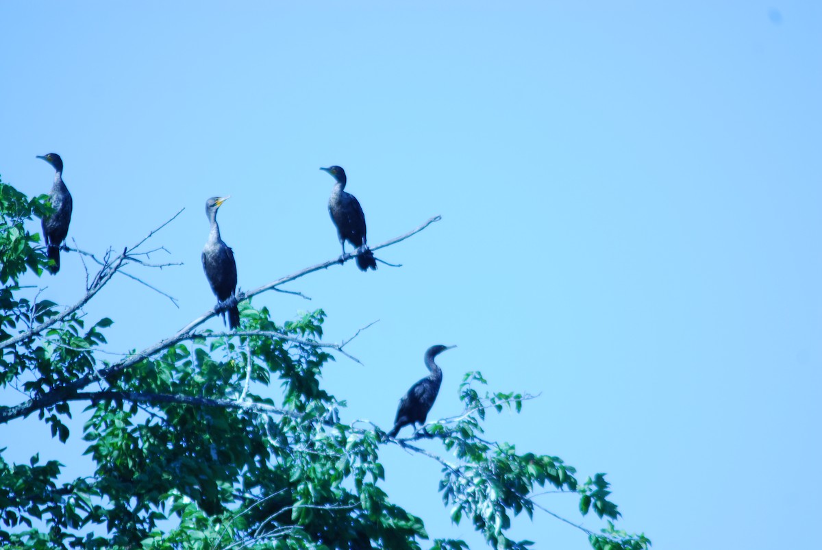 Double-crested Cormorant - ML464072431