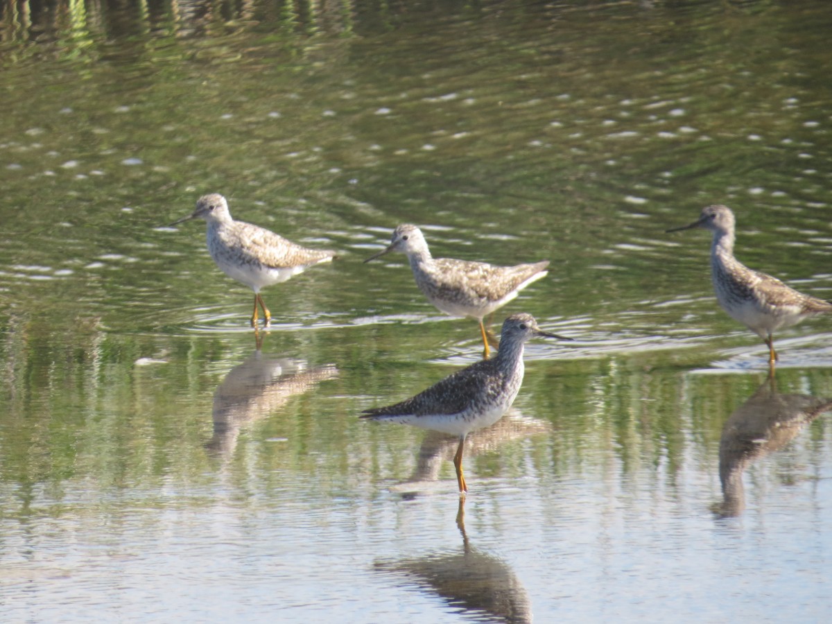 Lesser Yellowlegs - ML464072501