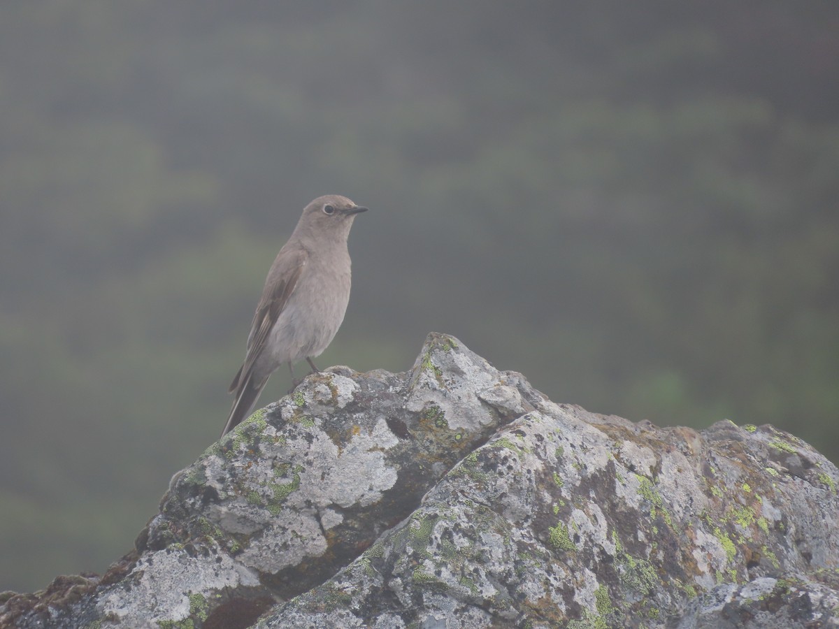 Townsend's Solitaire - ML464074031