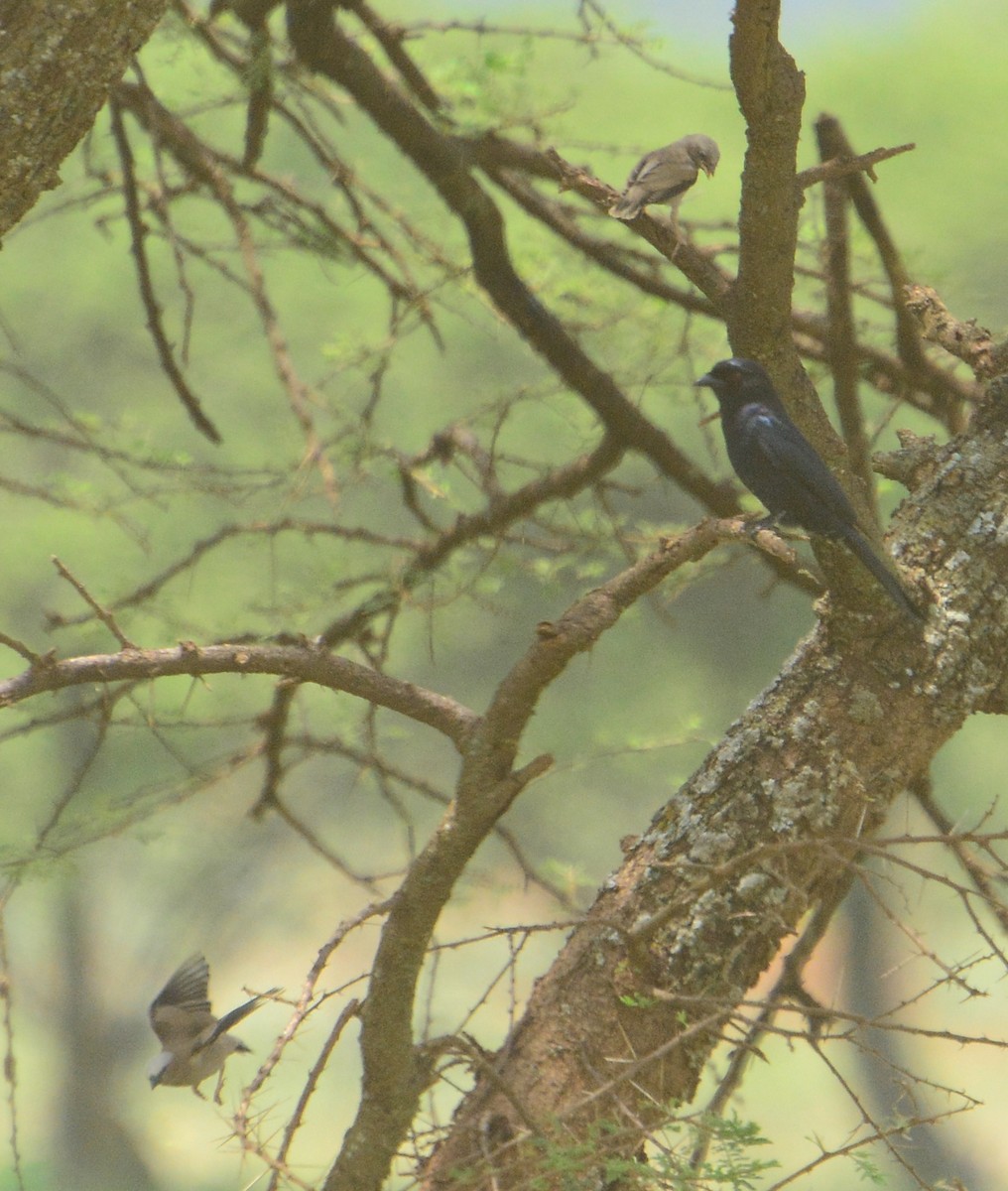 Drongo Ahorquillado - ML46407431