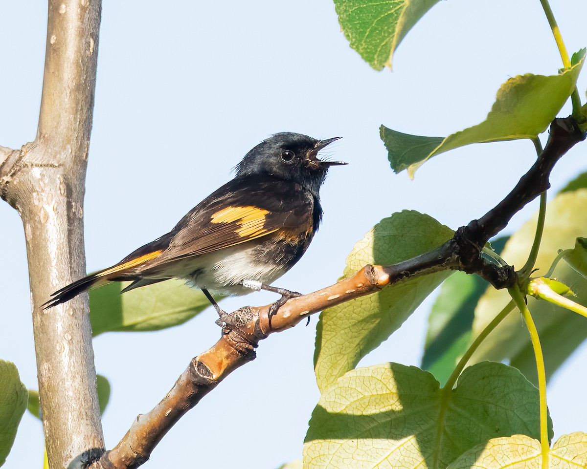 American Redstart - Adam Ellsworth