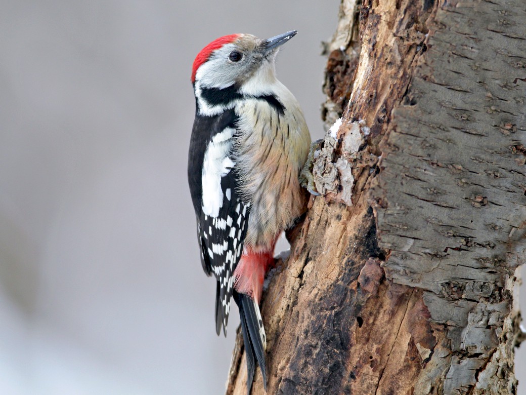 Middle Spotted Woodpecker