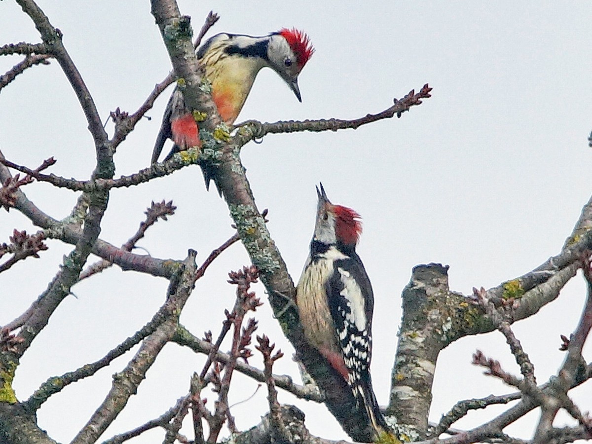 Middle Spotted Woodpecker