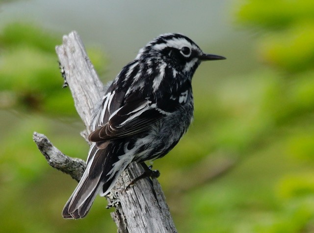 Black-and-white Warbler - ML464075241