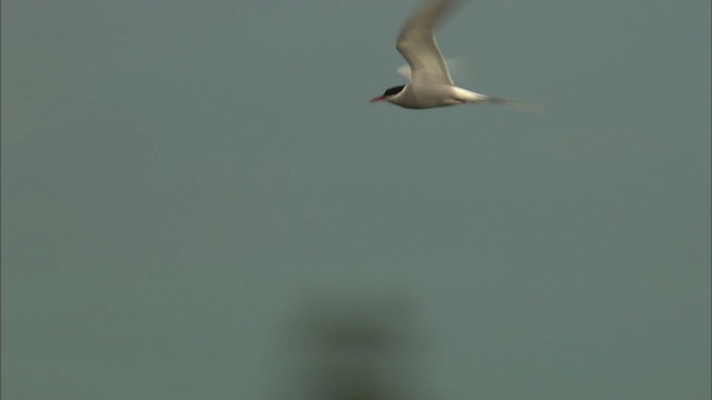 Arctic Tern - ML464078