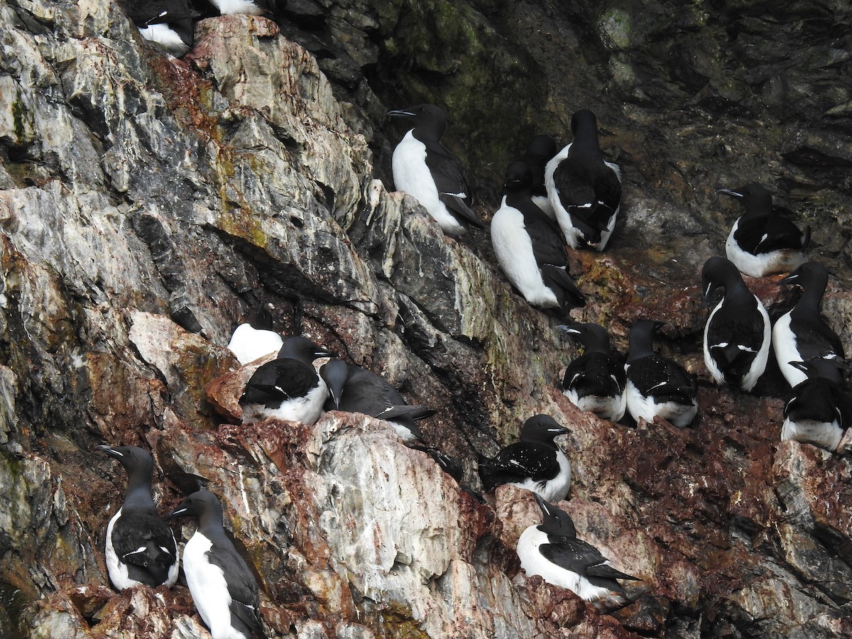 Thick-billed Murre - ML464078301