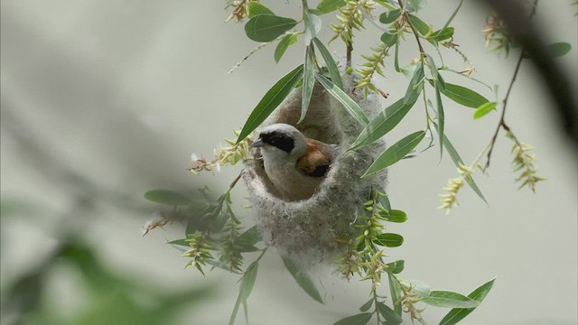 Pájaro Moscón Europeo - ML464078661