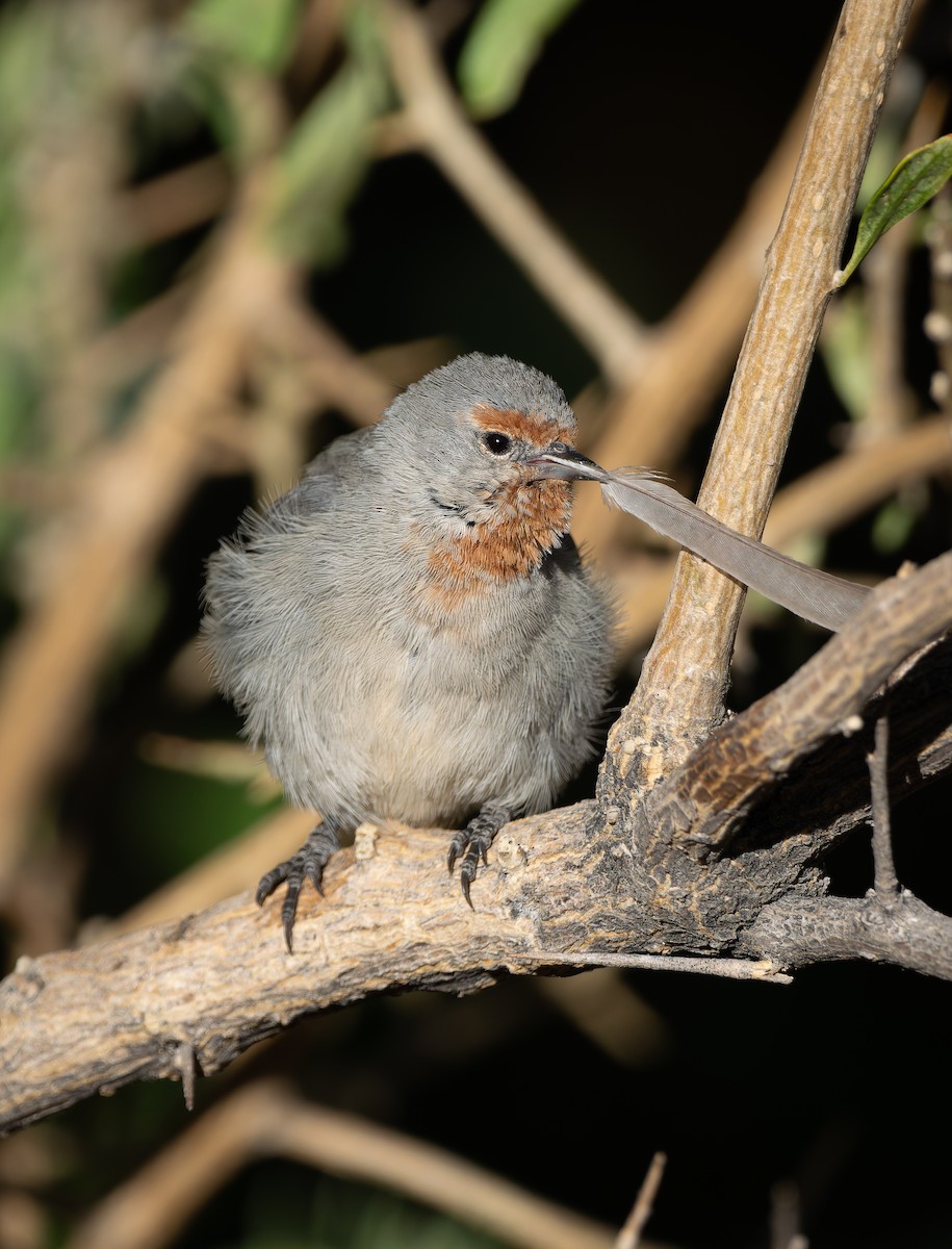 Tamarugo Conebill - Pablo Martinez Morales