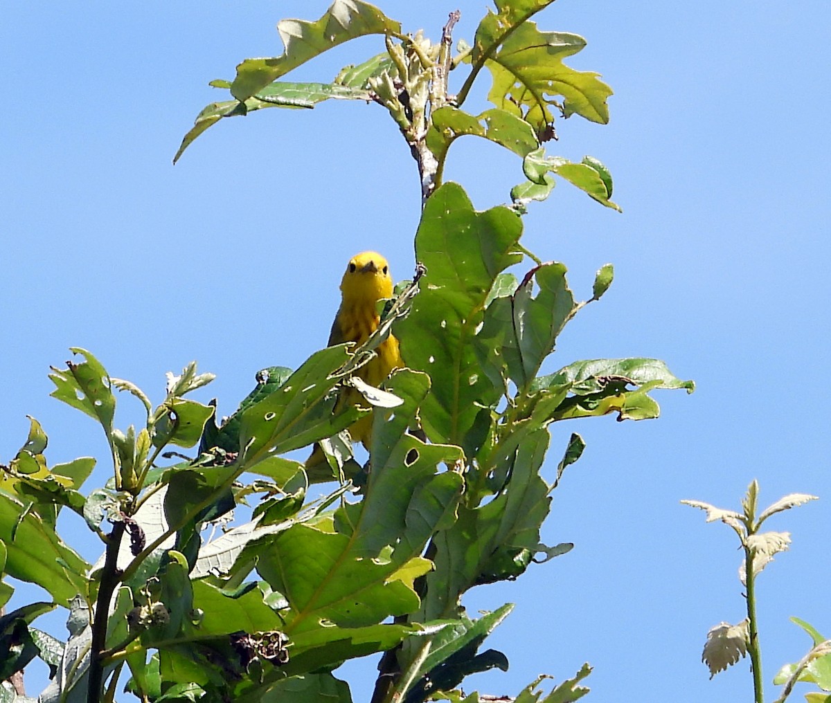 Yellow Warbler - ML464079051