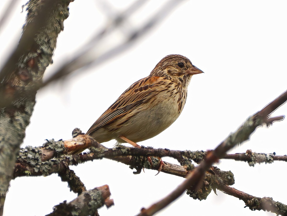 Vesper Sparrow - ML464079311