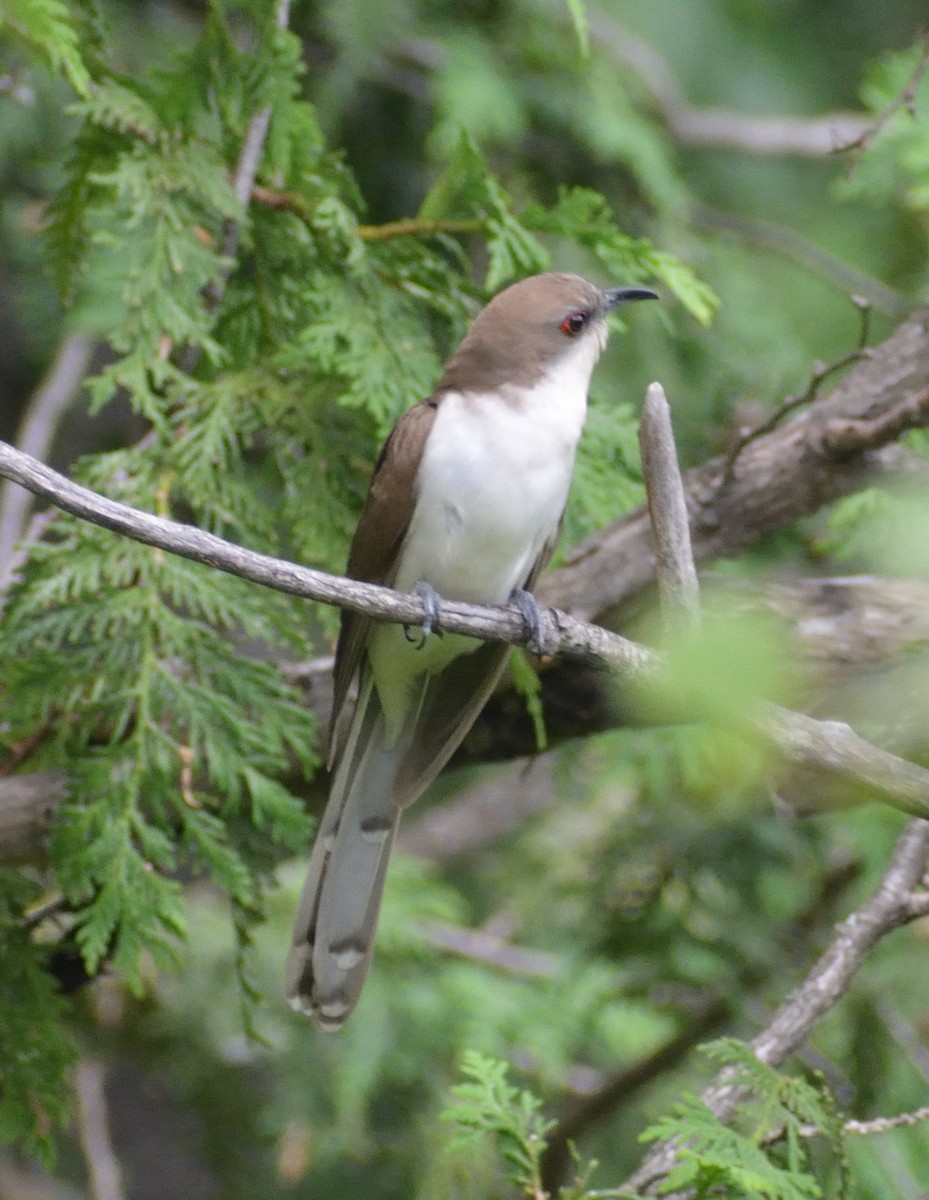 Black-billed Cuckoo - ML464081271