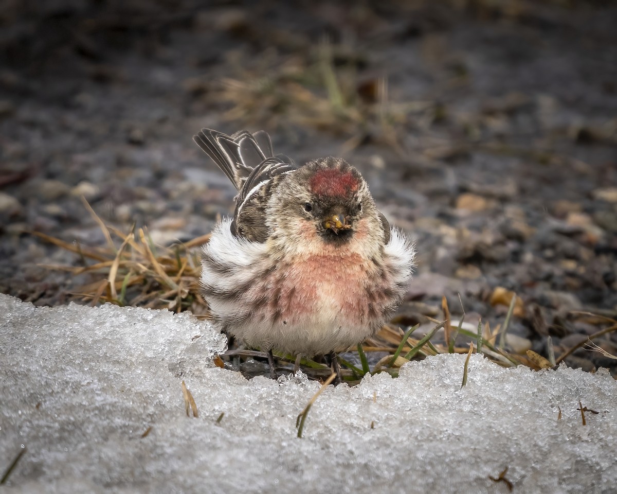 Common Redpoll - ML464081321