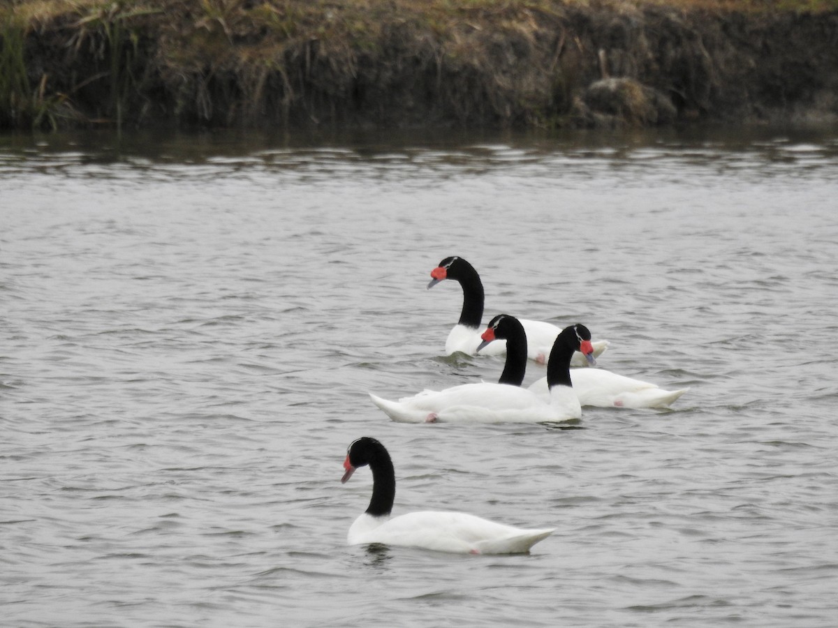 Black-necked Swan - ML464081581
