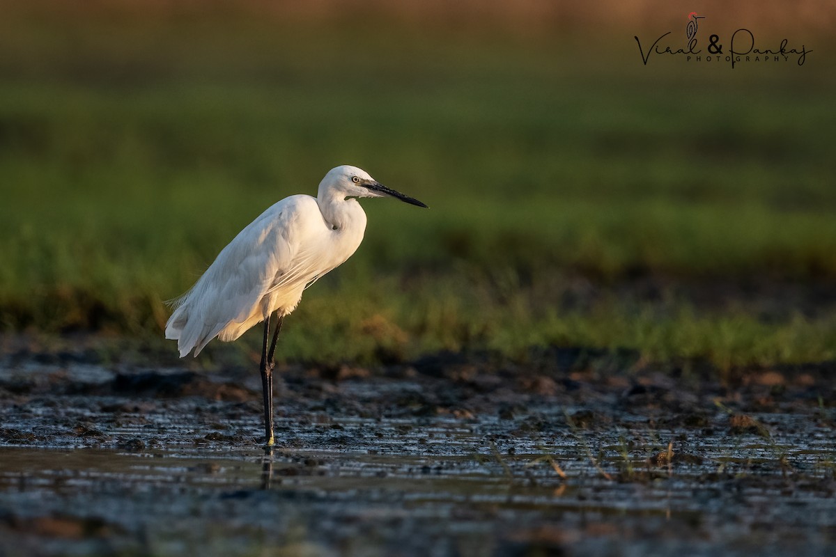 Little Egret - Pankaj Maheria