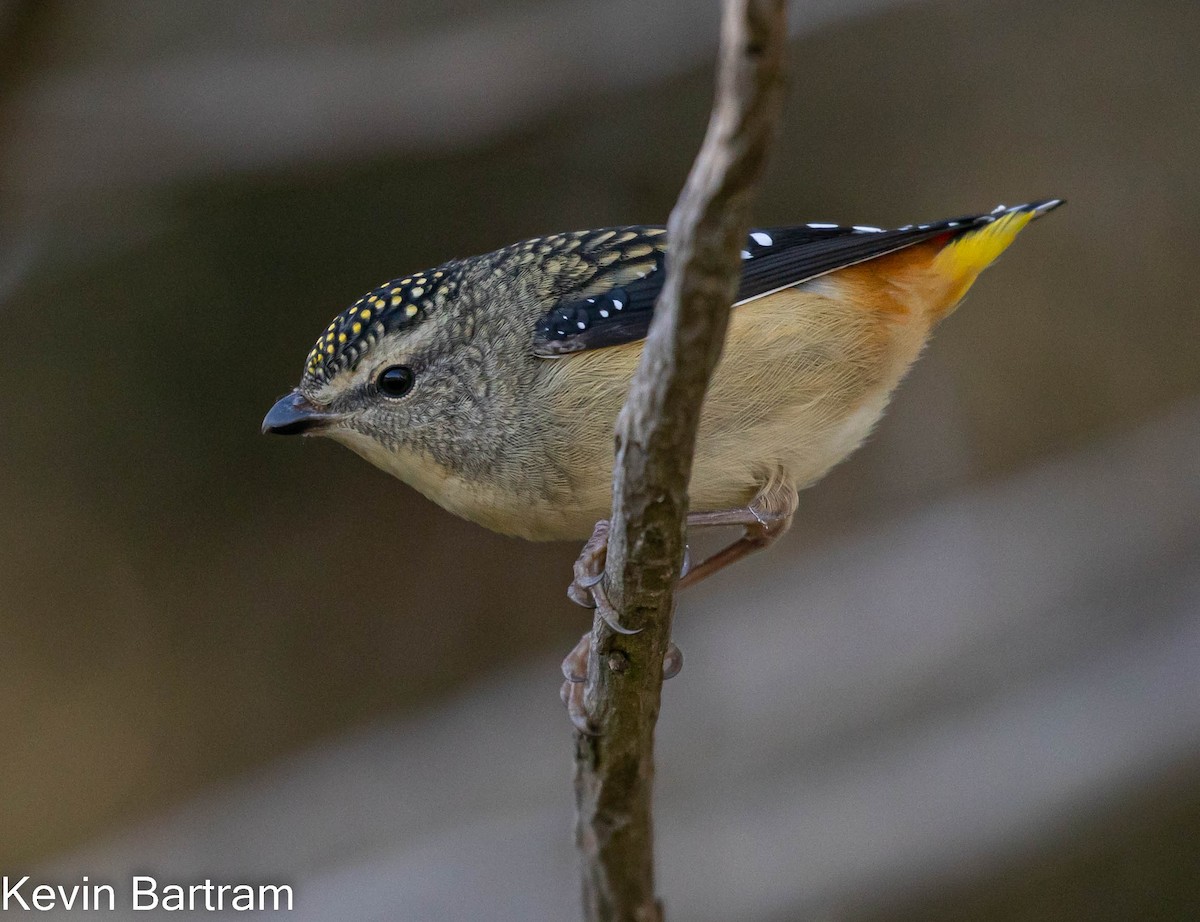 Spotted Pardalote (Spotted) - ML464083091