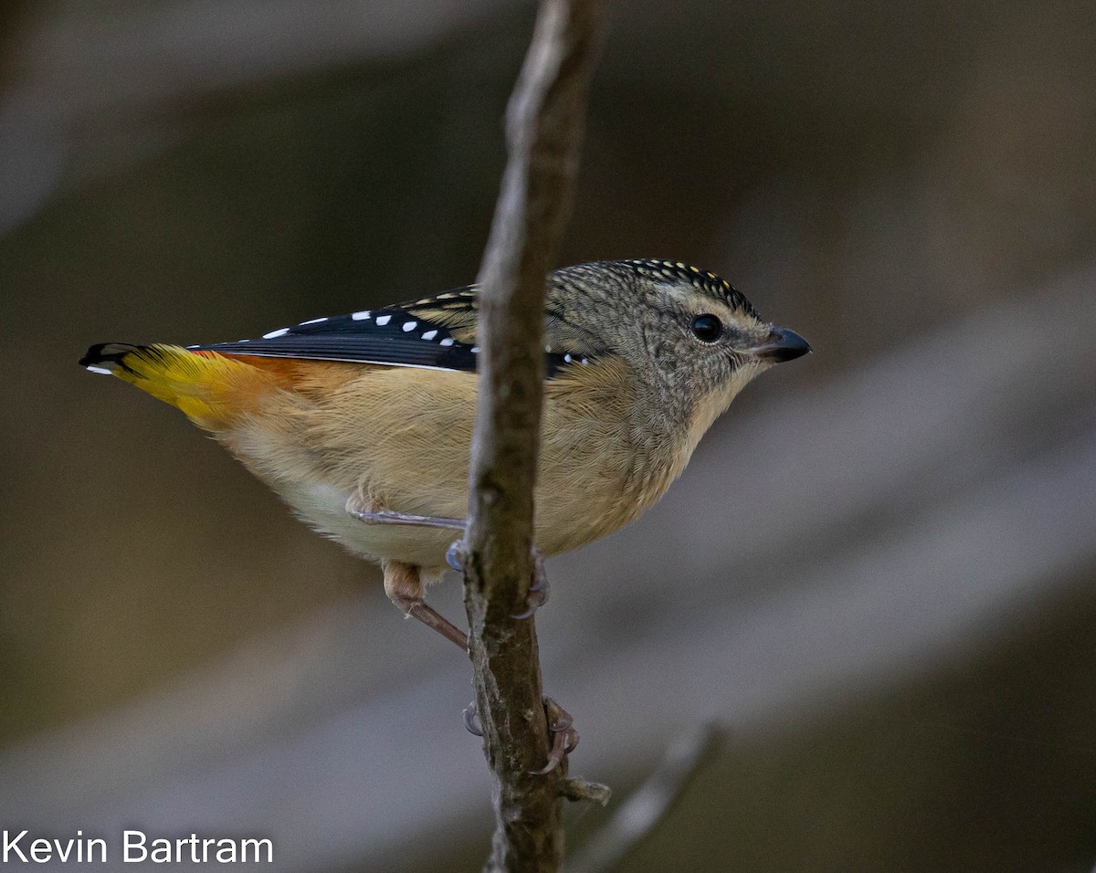 Spotted Pardalote (Spotted) - ML464083101