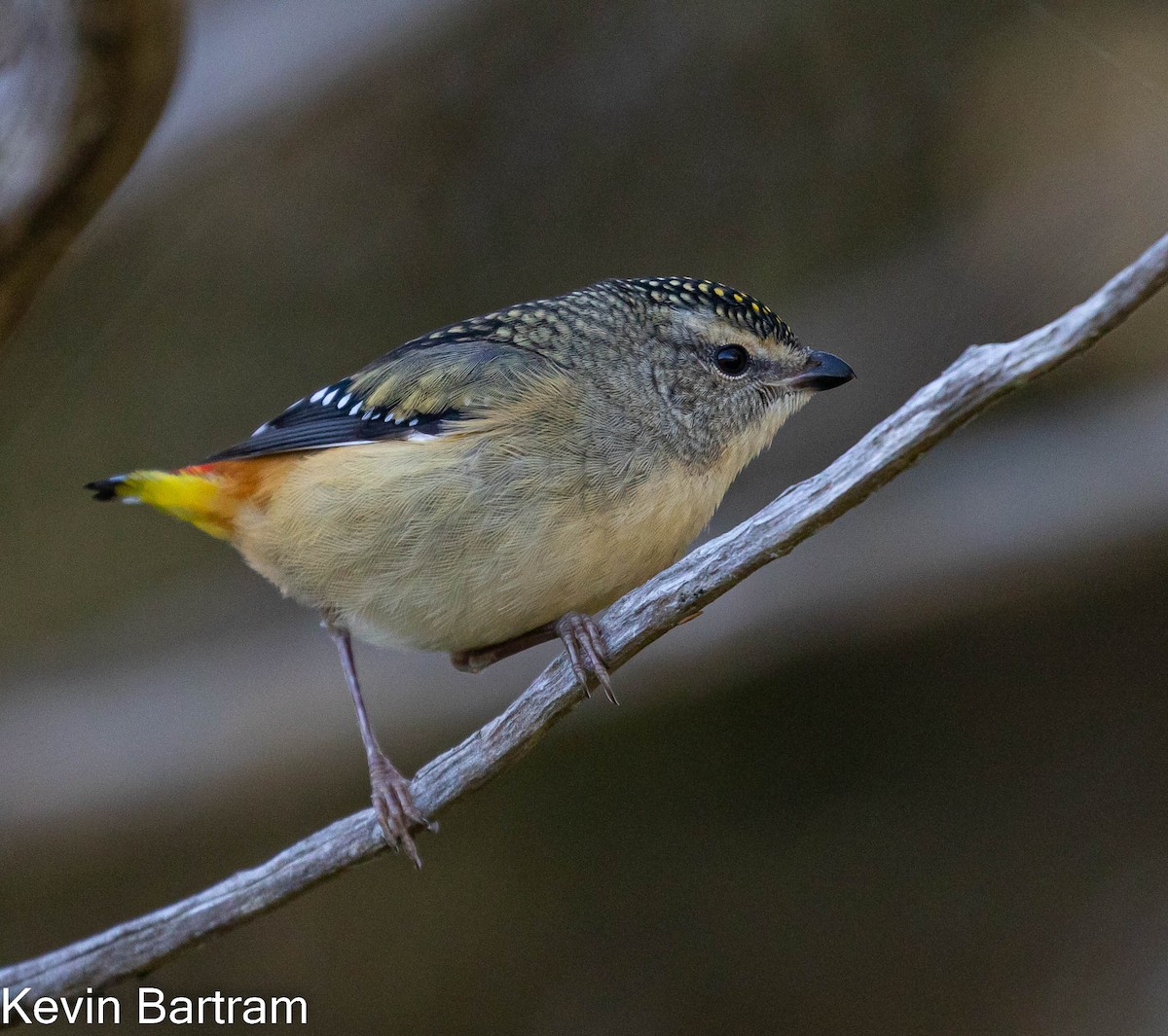 Spotted Pardalote (Spotted) - ML464083121