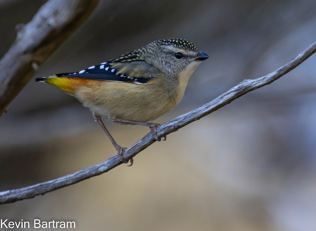 Spotted Pardalote (Spotted) - ML464083131