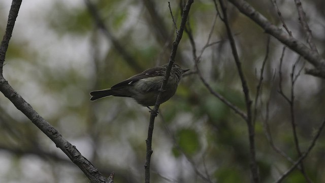 Hutton's Vireo (Pacific) - ML464085851