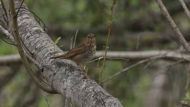 Swainson's Thrush (Russet-backed) - ML464086181