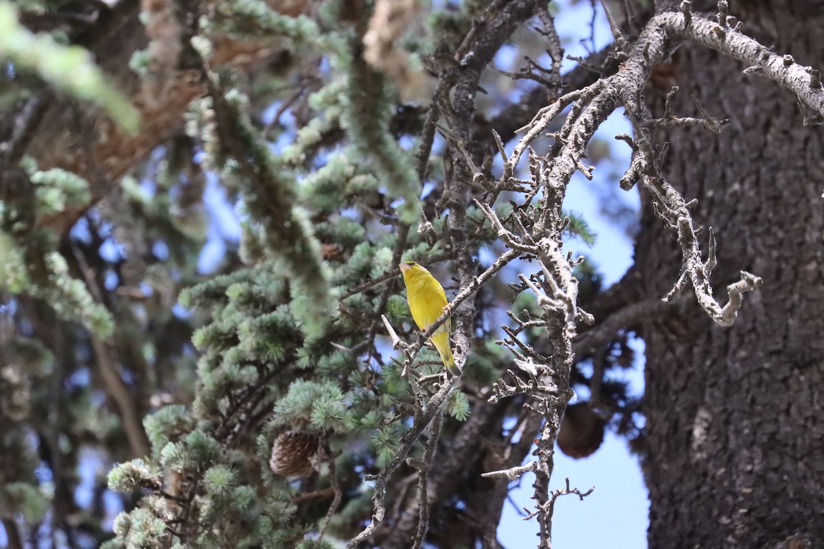 European Greenfinch - ML464086591