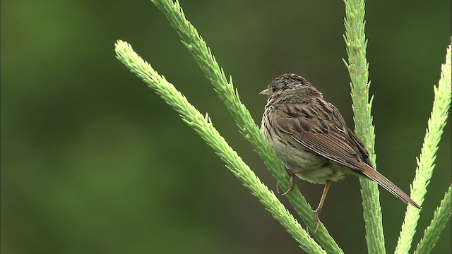 Lincoln's Sparrow - ML464087