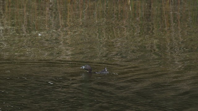 Pied-billed Grebe - ML464087311