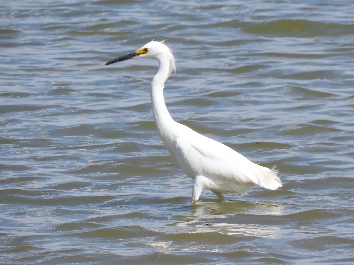 Snowy Egret - ML464089291