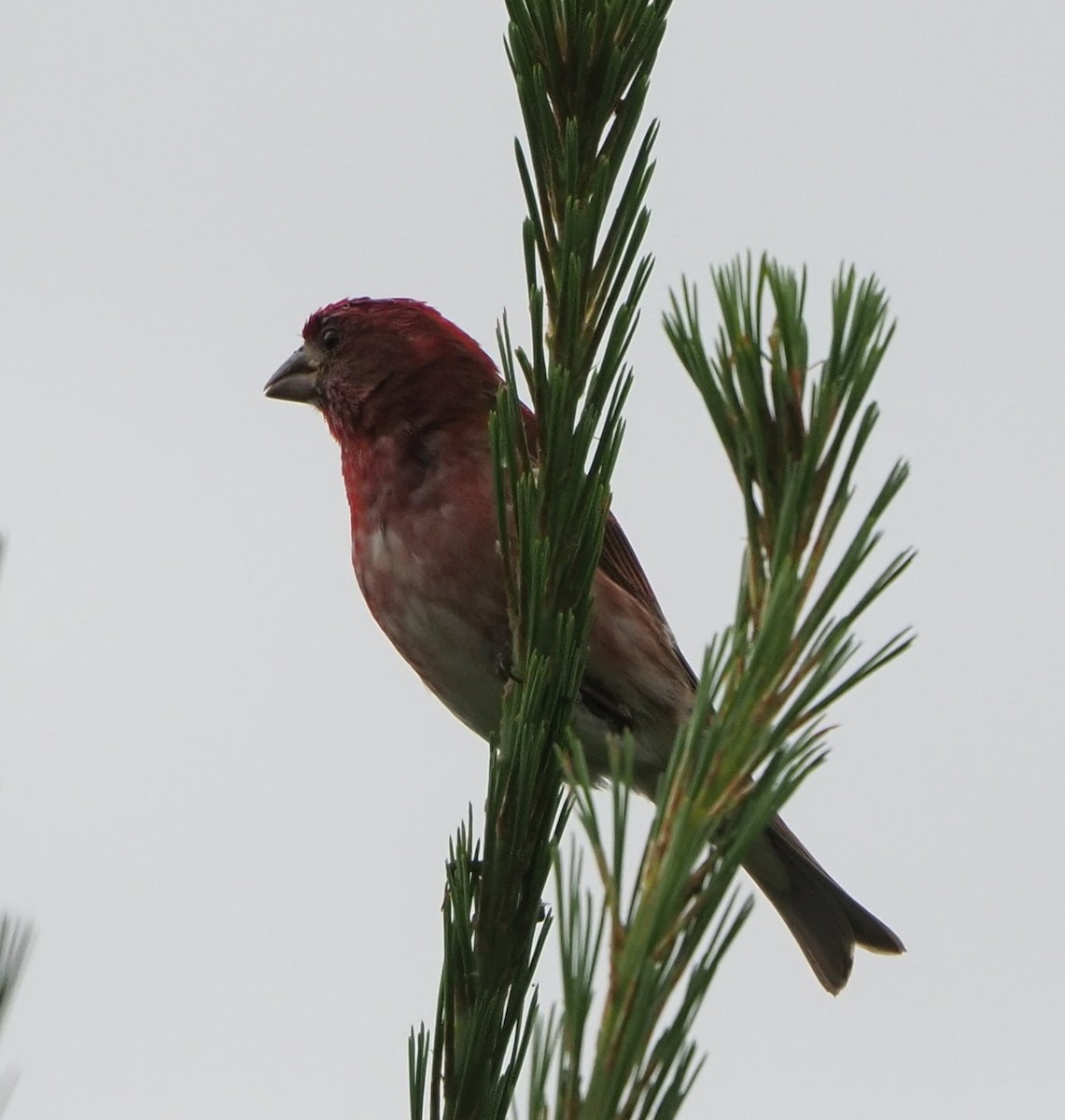 Purple Finch - ML464090781