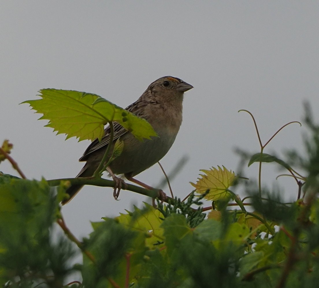 Grasshopper Sparrow - ML464090871