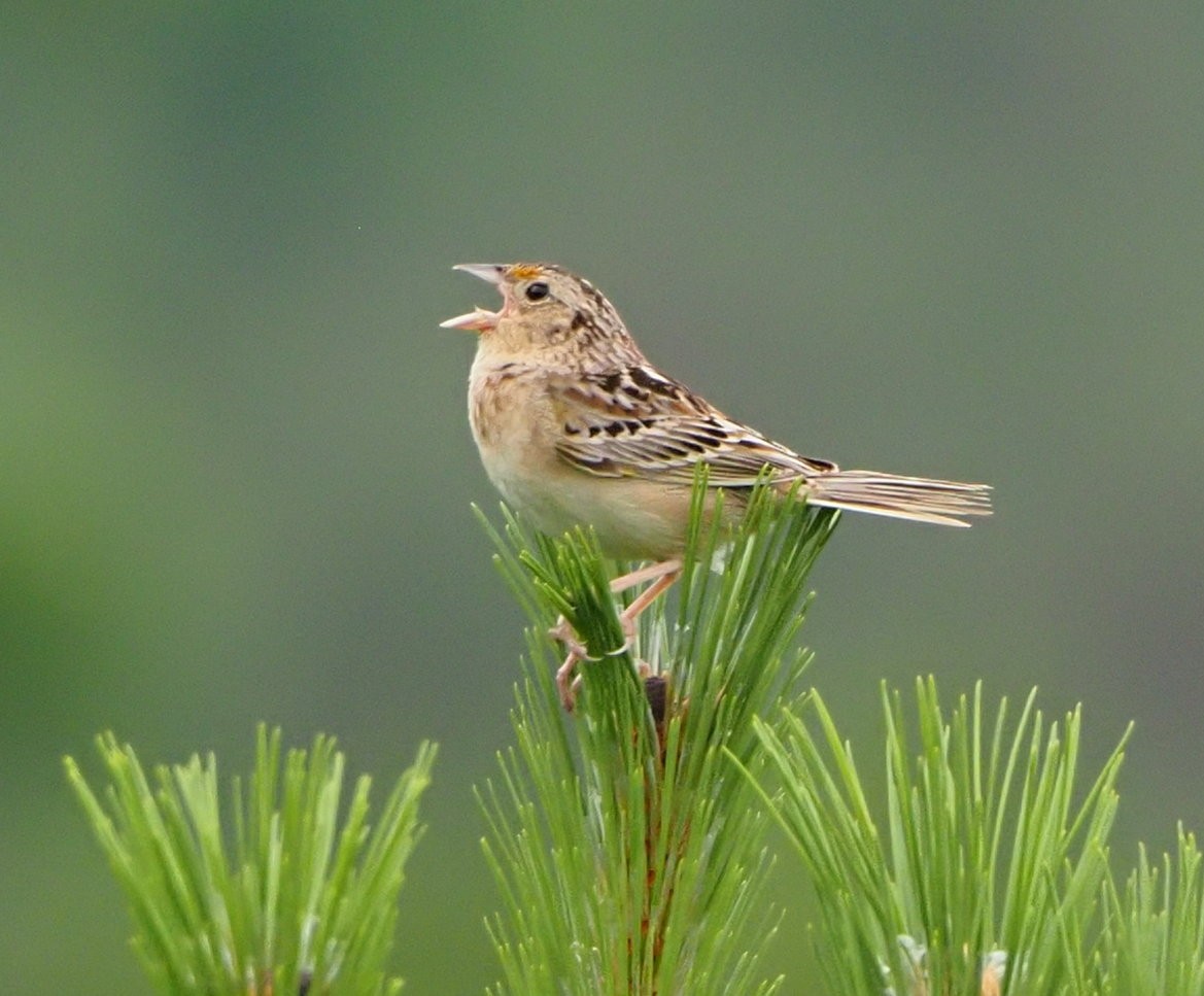 Grasshopper Sparrow - ML464090881