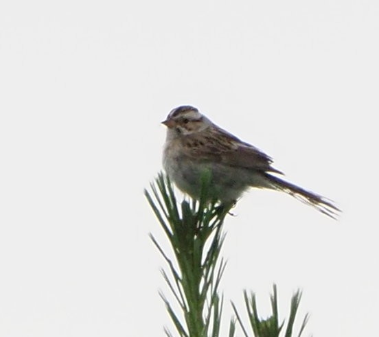 Clay-colored Sparrow - ML464091001