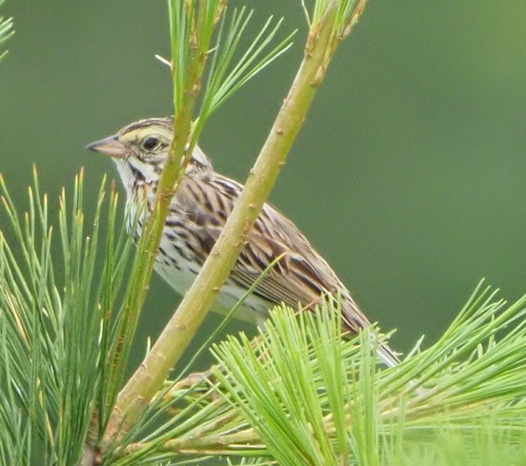 Savannah Sparrow - ML464091081