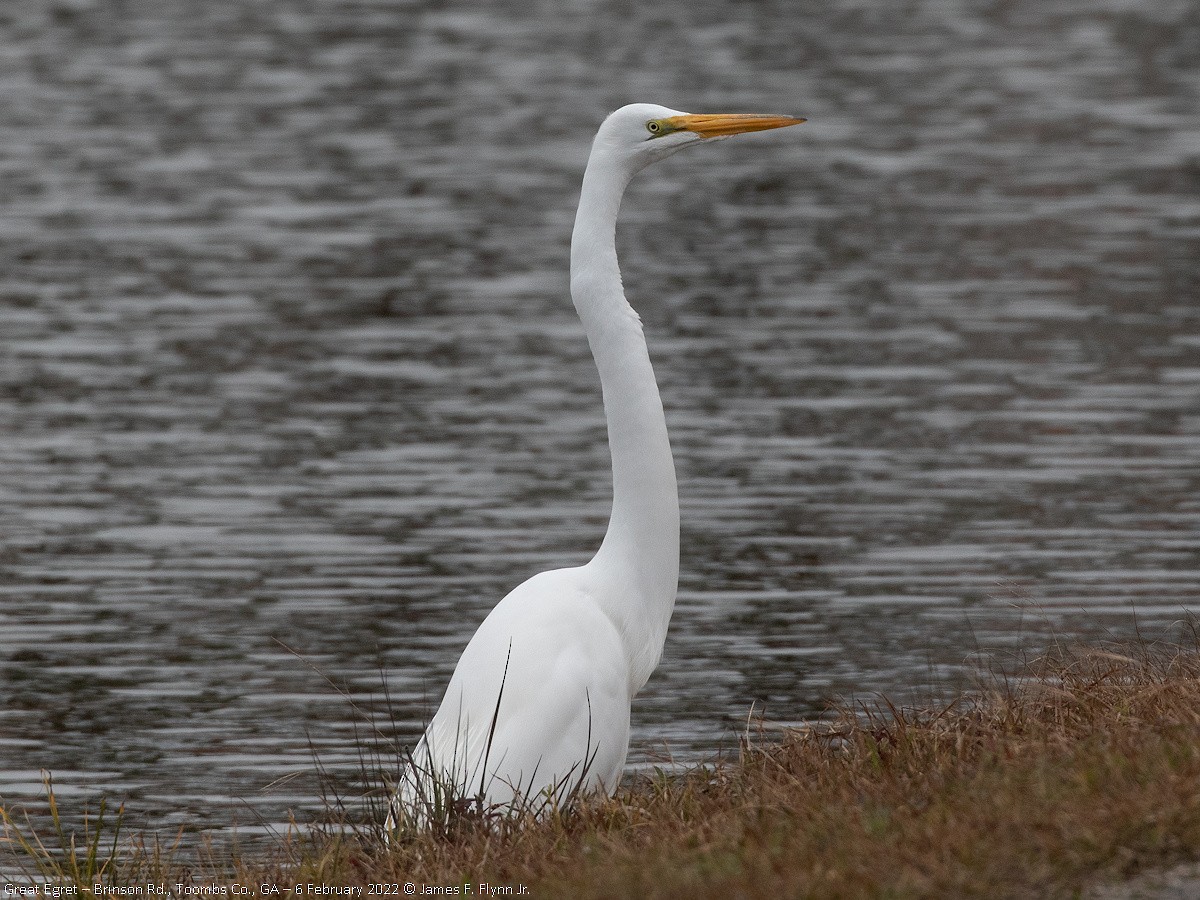 Great Egret - ML464091371