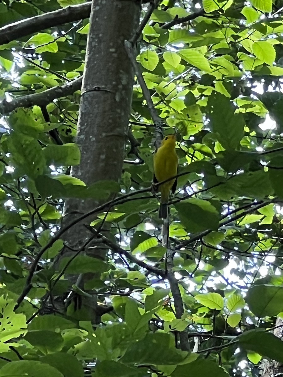 Wilson's Warbler - ML464091791
