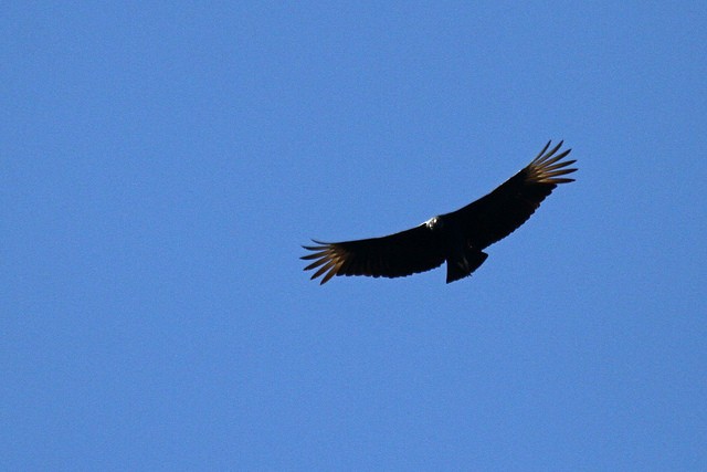 Black Vulture - ML46409401