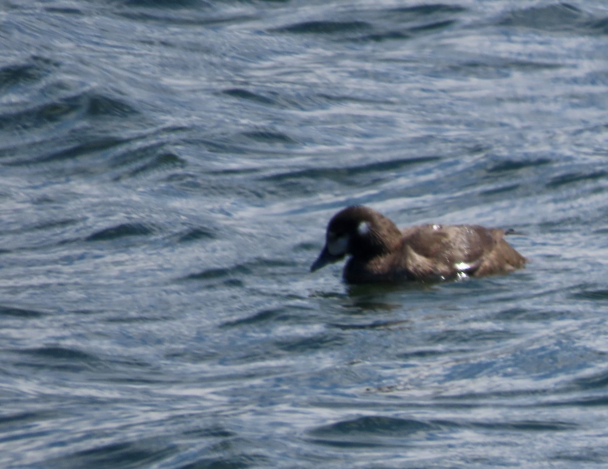 White-winged Scoter - ML464094951