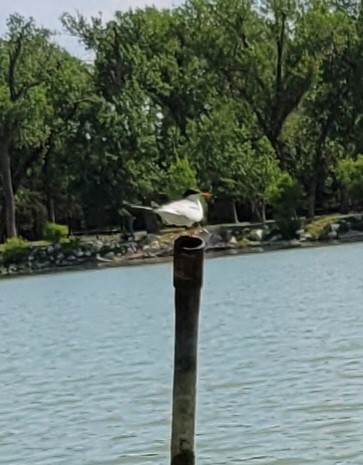 Forster's Tern - ML464095001