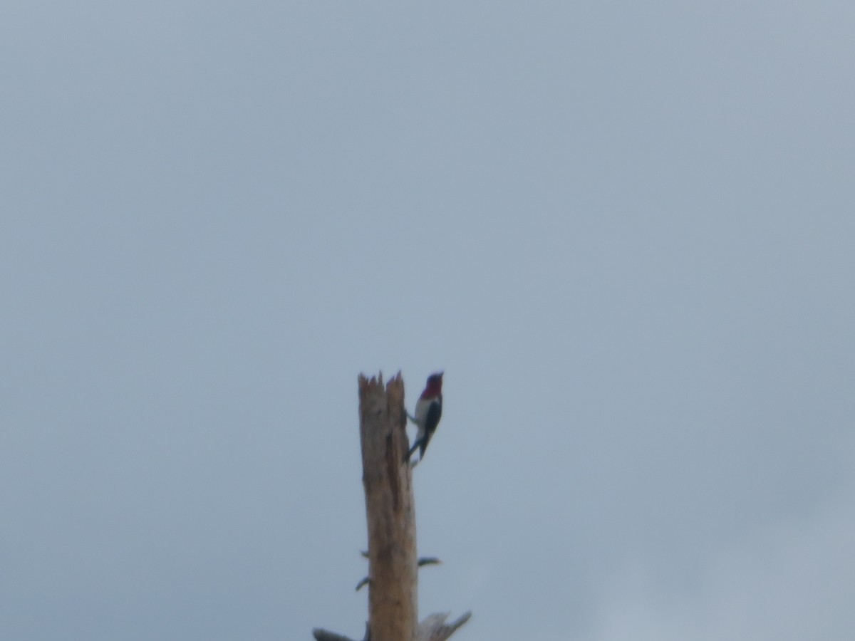 Red-headed Woodpecker - ML464096231