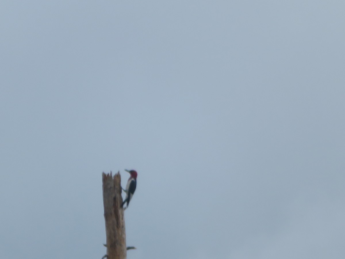 Red-headed Woodpecker - ML464096271