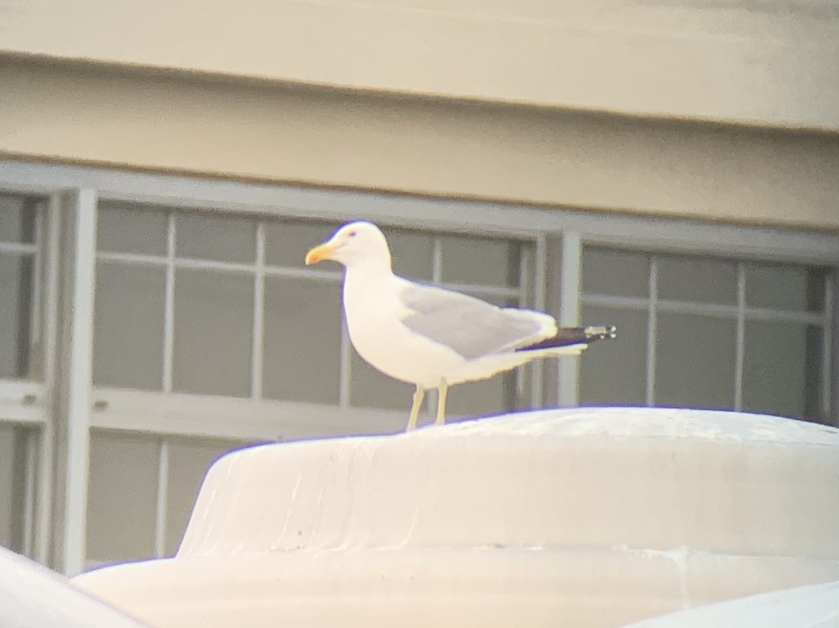 American Herring x California Gull (hybrid) - ML464096661