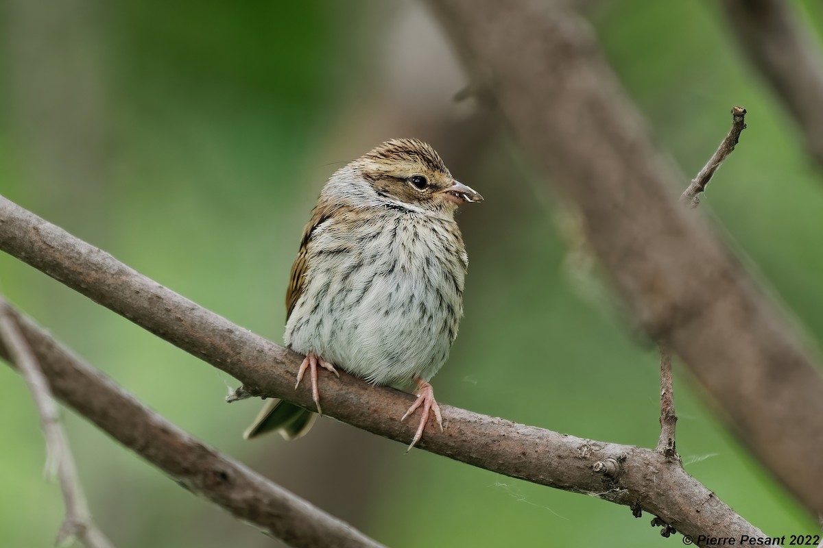 Chipping Sparrow - ML464096931