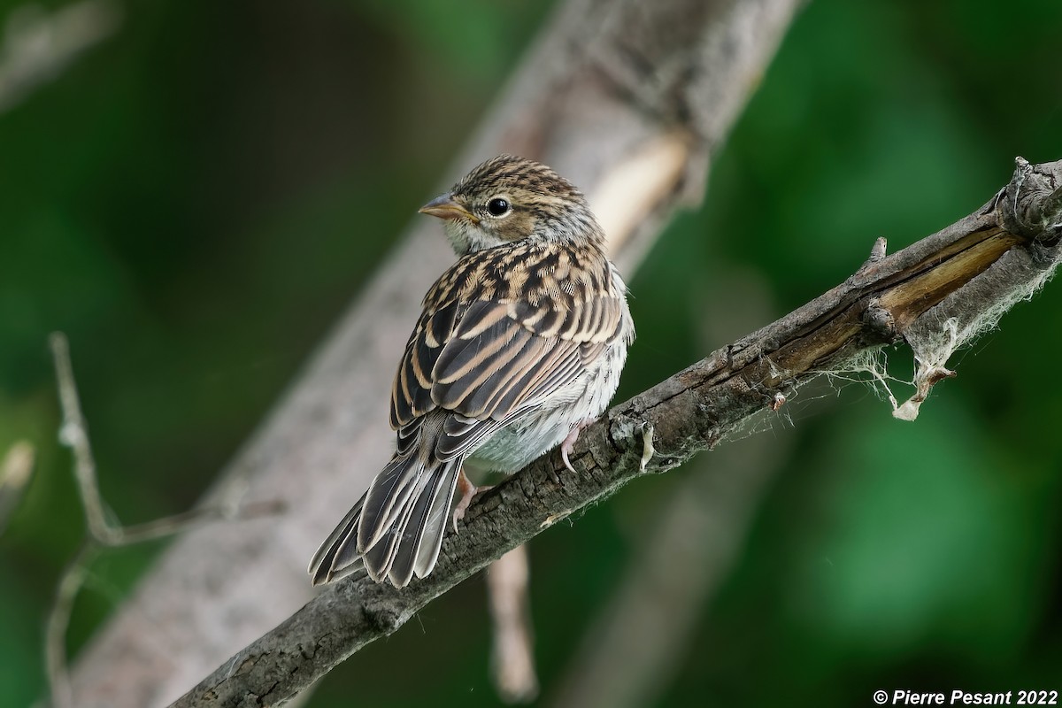 Chipping Sparrow - ML464096951