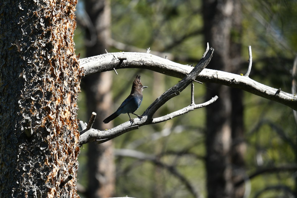 Steller's Jay - ML464097861