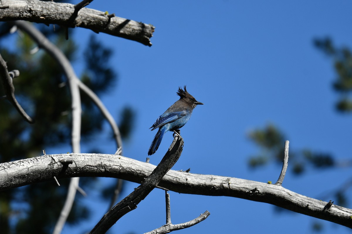 Steller's Jay - ML464097921