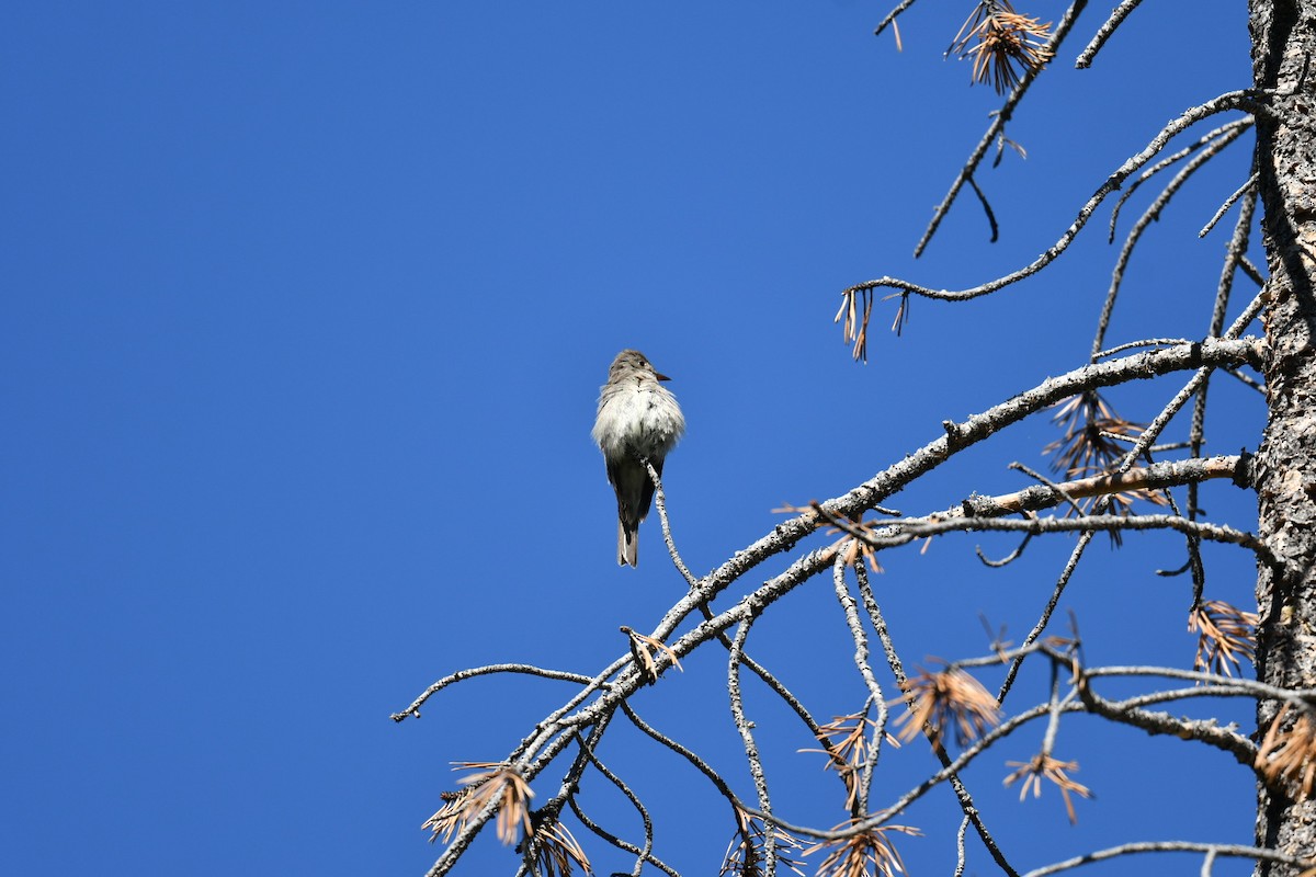 Western Wood-Pewee - ML464097961